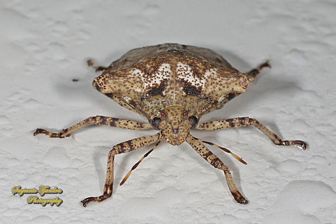 Stink Bug, Placosternum sp., family Pentatomidae  Geotagged,Indonesia,Winter