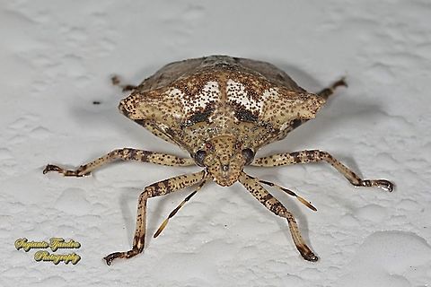 Stink Bug, Placosternum sp., family Pentatomidae  Geotagged,Indonesia,Winter