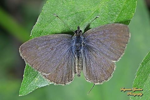 The tailless lineblue butterfly, Prosotas dubiosa subardates, family Lycaenidae - Upperside  Geotagged,Indonesia,Prosotas dubiosa,Tailless Lineblue,Winter