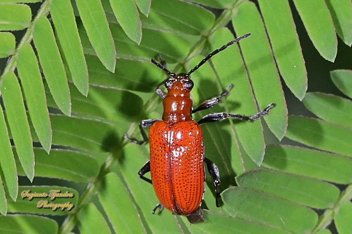 Leaf Beetle - Chrysomelidae, Lilioceris Sp.  Chrysomelidae,Criocerinae,Geotagged,Indonesia,Lilioceris,Winter,beetle,leaf beetle