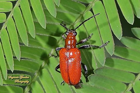 Leaf Beetle - Chrysomelidae, Lilioceris Sp.  Chrysomelidae,Criocerinae,Geotagged,Indonesia,Lilioceris,Winter,beetle,leaf beetle