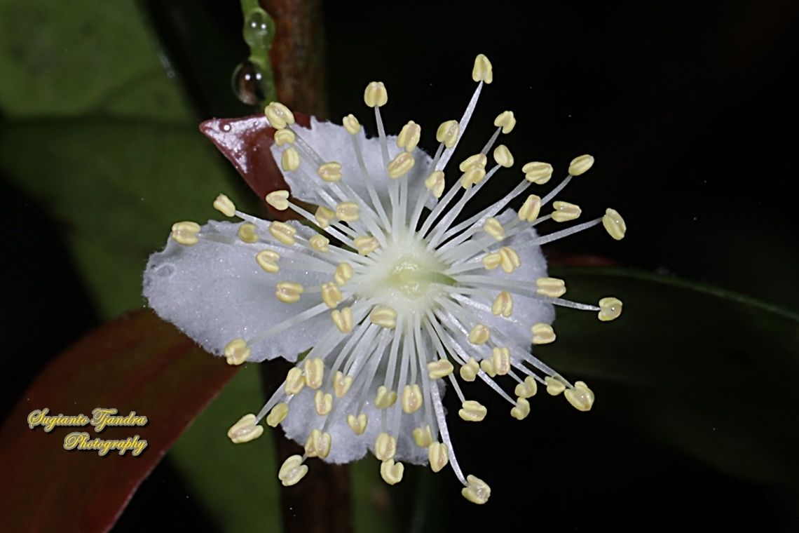 Flower of Surinam Cherry, Eugenia uniflora  Eugenia uniflora,Geotagged,Indonesia,Surinam cherry,Winter