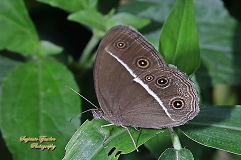 Dark Grass-brown, Orsotriaena medus cinerea  Dark grass-brown,Geotagged,Indonesia,Orsotriaena medus,Winter