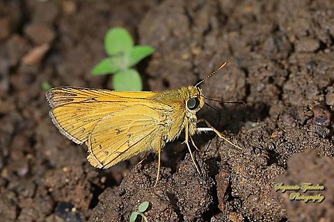 Skipper Butterfly, Besta Palm Dart (Telicota besta bina)  Geotagged,Indonesia,Telicota besta,Winter