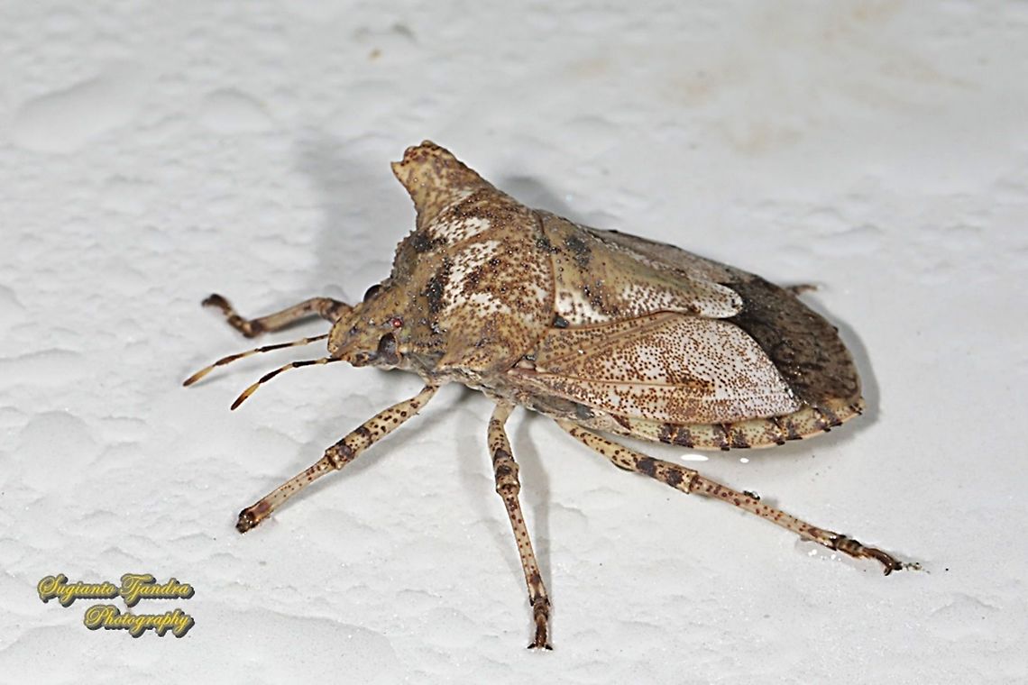 Stink Bug, Placosternum sp., family Pentatomidae  Geotagged,Indonesia,Winter