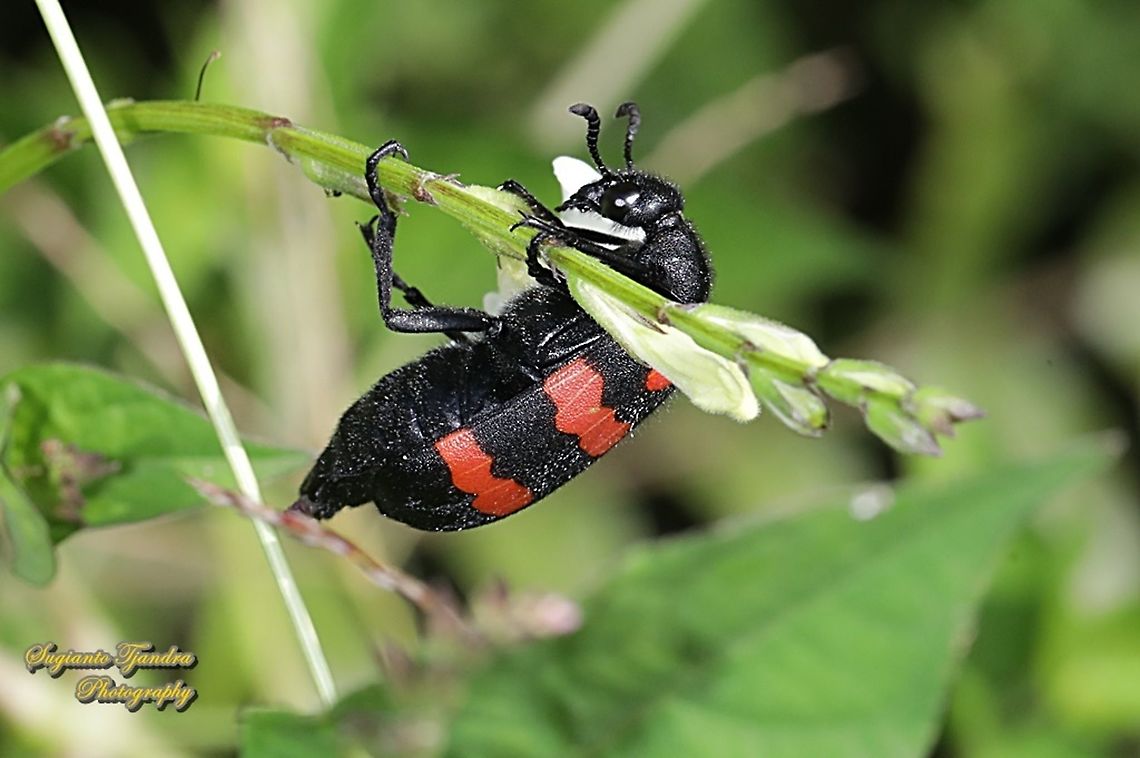 Blister Beetle. Hycleus biundulatus, family Meloidae  Geotagged,Hycleus biundulatus,Indonesia,Winter