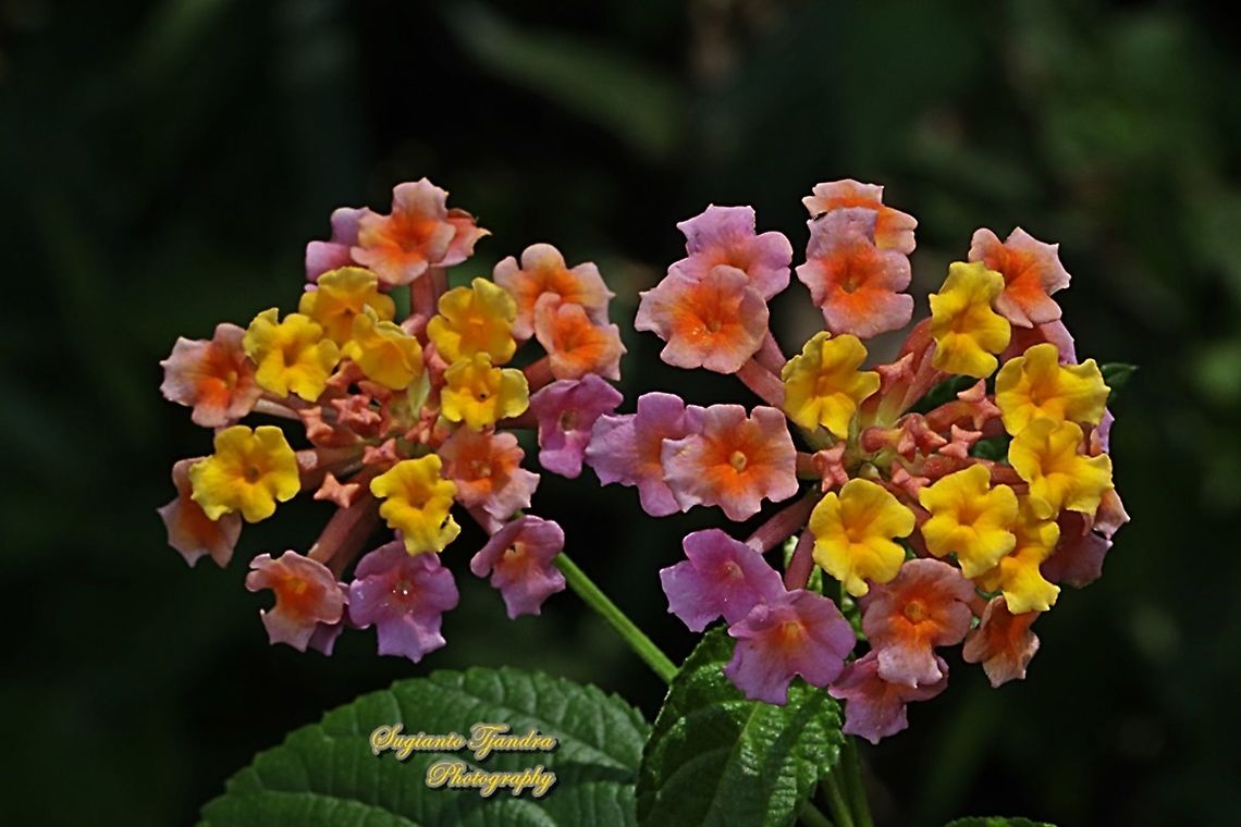 West Indian Lantana, Lantana Camara, Verbenaceae  Common Lantana,Geotagged,Indonesia,Lantana camara,Winter