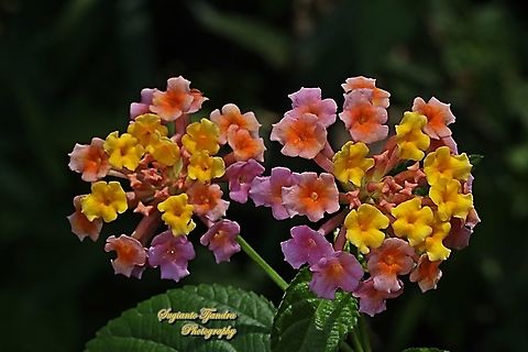 West Indian Lantana, Lantana Camara, Verbenaceae  Common Lantana,Geotagged,Indonesia,Lantana camara,Winter