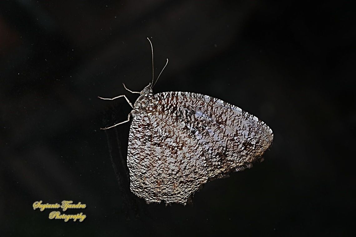 Tiger Palmfly, Elymnias nesaea nesaea, family Nymphalidae  Elymnias nesaea,Geotagged,Indonesia,Tiger palmfly,Winter
