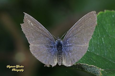 The tailless lineblue butterfly, Prosotas dubiosa subardates, family Lycaenidae - Upperside  Geotagged,Indonesia,Prosotas dubiosa,Tailless Lineblue,Winter