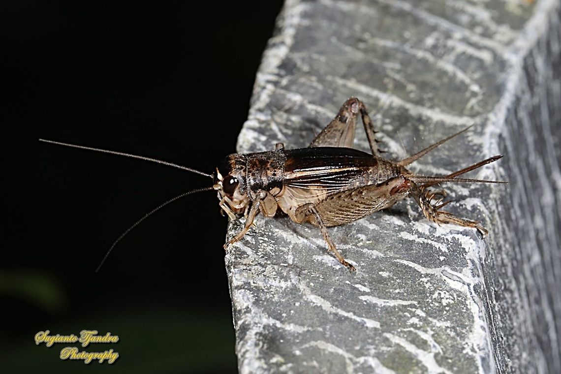 Field cricket, Gryllus assimilis, family Gryllidae  Geotagged,Indonesia,Velarifictorus micado,Winter