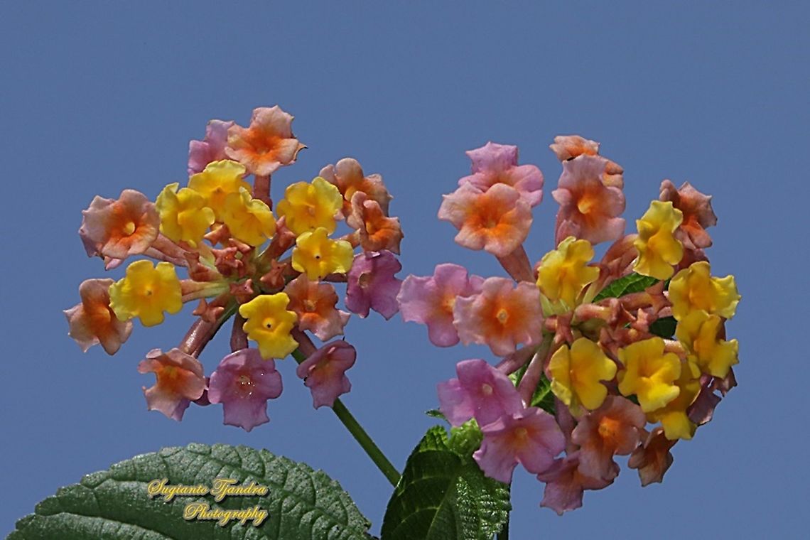 West Indian Lantana, Lantana Camara, Verbenaceae  Common Lantana,Geotagged,Indonesia,Lantana camara,Winter