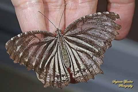 Tiger Palmfly, Elymnias nesaea nesaea, family Nymphalidae - Upperside  Elymnias nesaea,Geotagged,Indonesia,Tiger palmfly,Winter