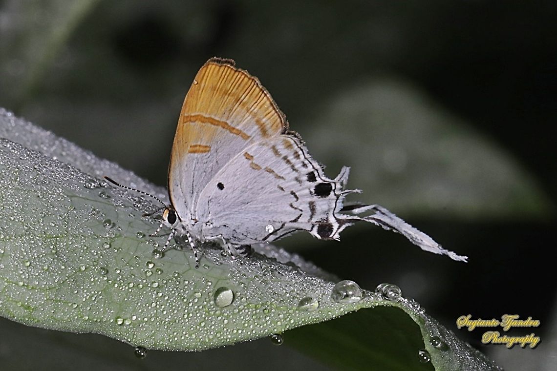 The Fluffy Tit butterfly, Zeltus amasa pompaedius  Fluffy tit,Geotagged,Indonesia,Winter,Zeltus amasa