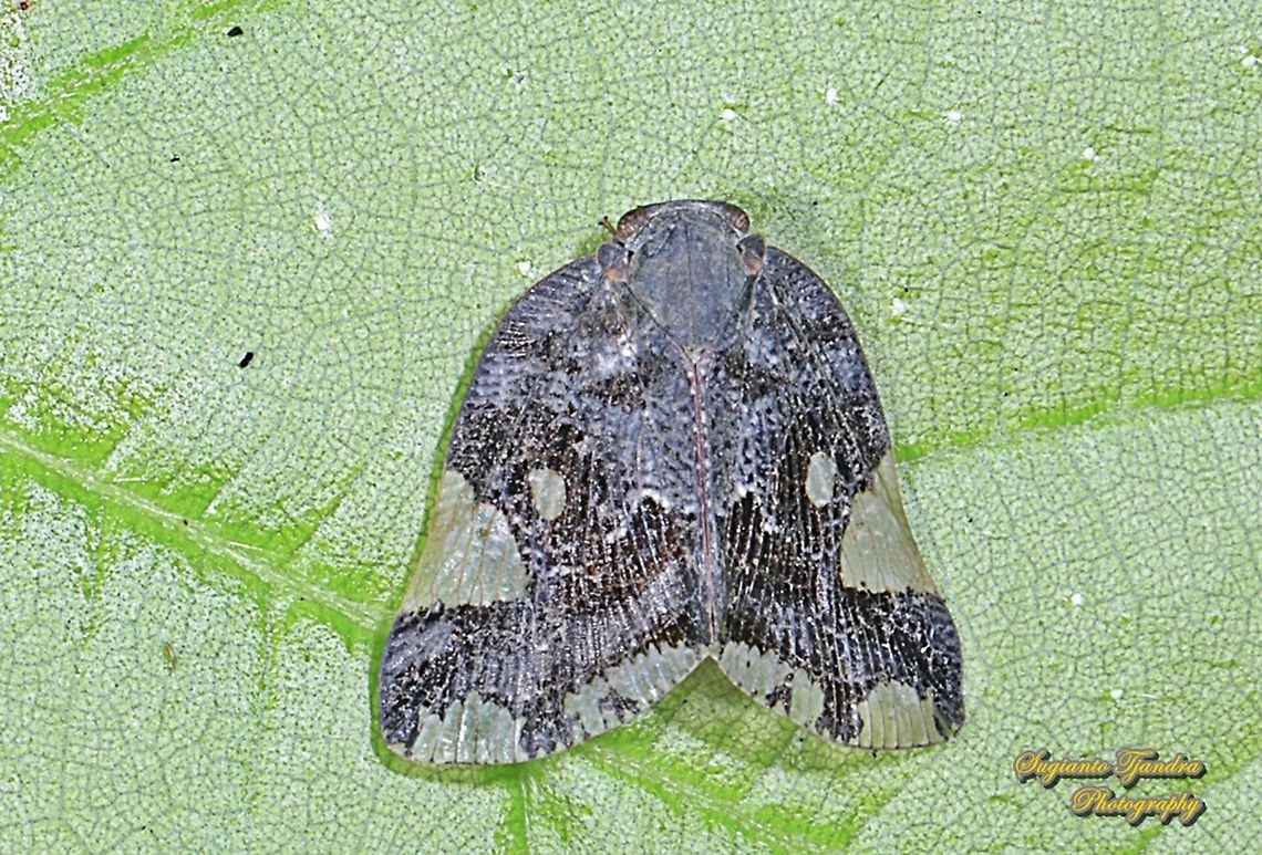 Ricaniid Planthopper, Ricania speculum, Ricaniidae  Geotagged,Indonesia,Ricania speculum,Ricaniid Planthopper,Winter