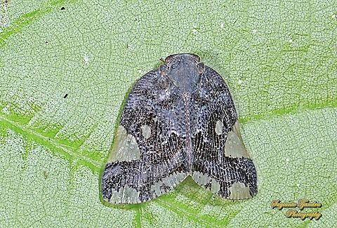 Ricaniid Planthopper, Ricania speculum, Ricaniidae  Geotagged,Indonesia,Ricania speculum,Ricaniid Planthopper,Winter