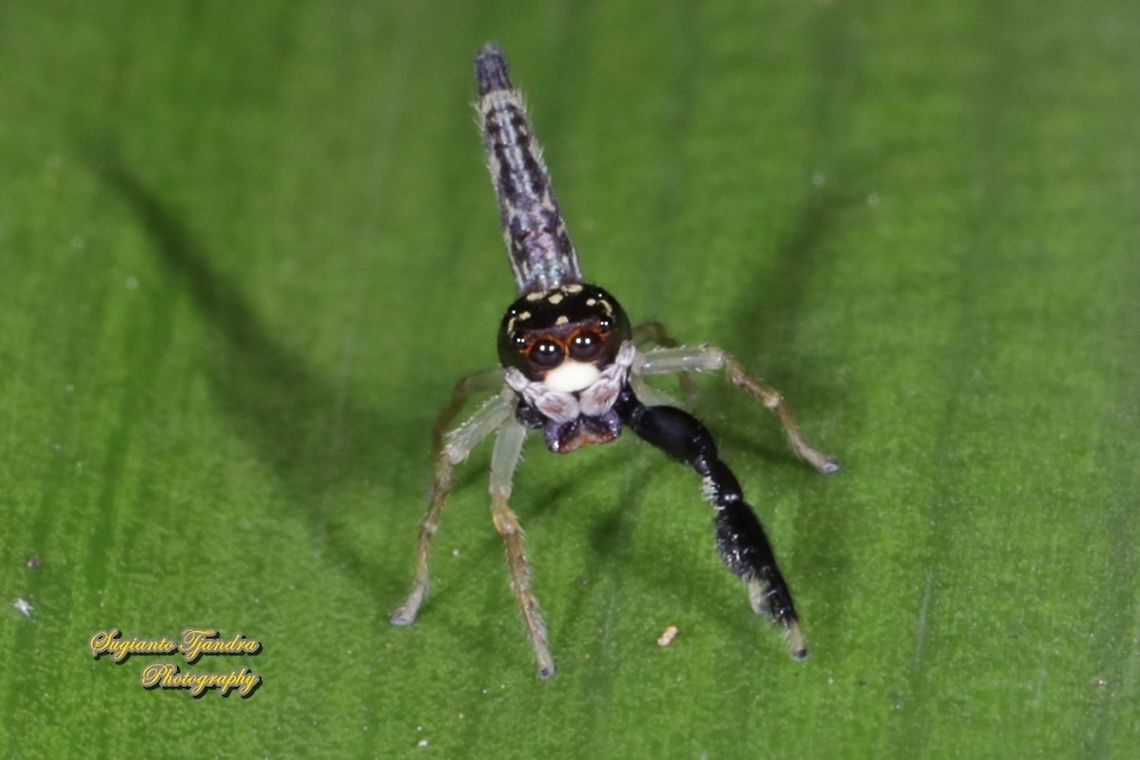 Jumping spider,  Indopadilla sp., family Salticidae  Geotagged,Indonesia,Winter