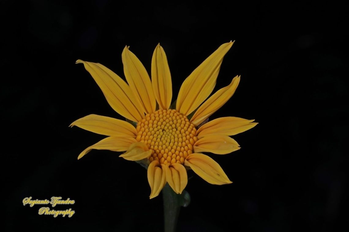 Bunga Kipahit, tree marigold/Mexican Sunflower, Tithonia diversifolia  Geotagged,Indonesia,Mexican Sunflower,Tithonia diversifolia,Winter
