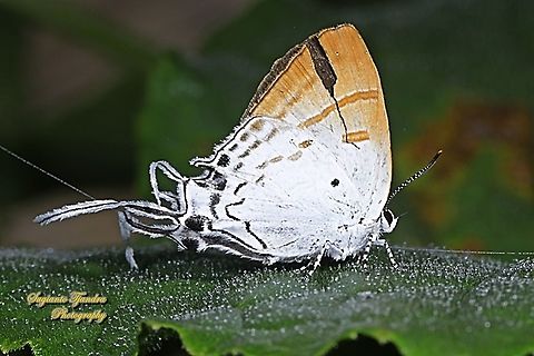 The Fluffy Tit butterfly, Zeltus amasa pompaedius  Fluffy tit,Geotagged,Indonesia,Winter,Zeltus amasa