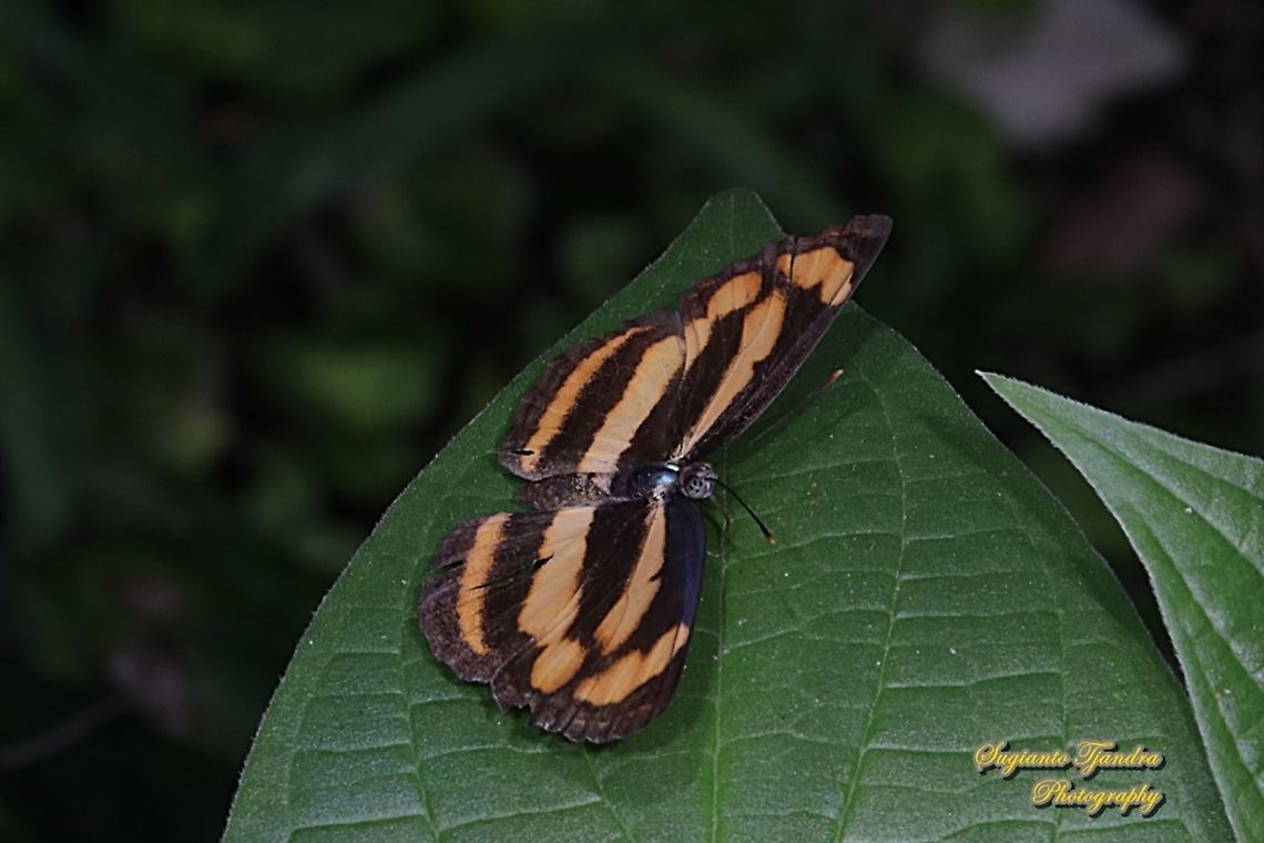 Common lascar, Pantoporia hordonia hordonia  Common lascar,Geotagged,Indonesia,Pantoporia hordonia,Winter