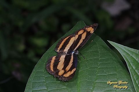 Common lascar, Pantoporia hordonia hordonia  Common lascar,Geotagged,Indonesia,Pantoporia hordonia,Winter