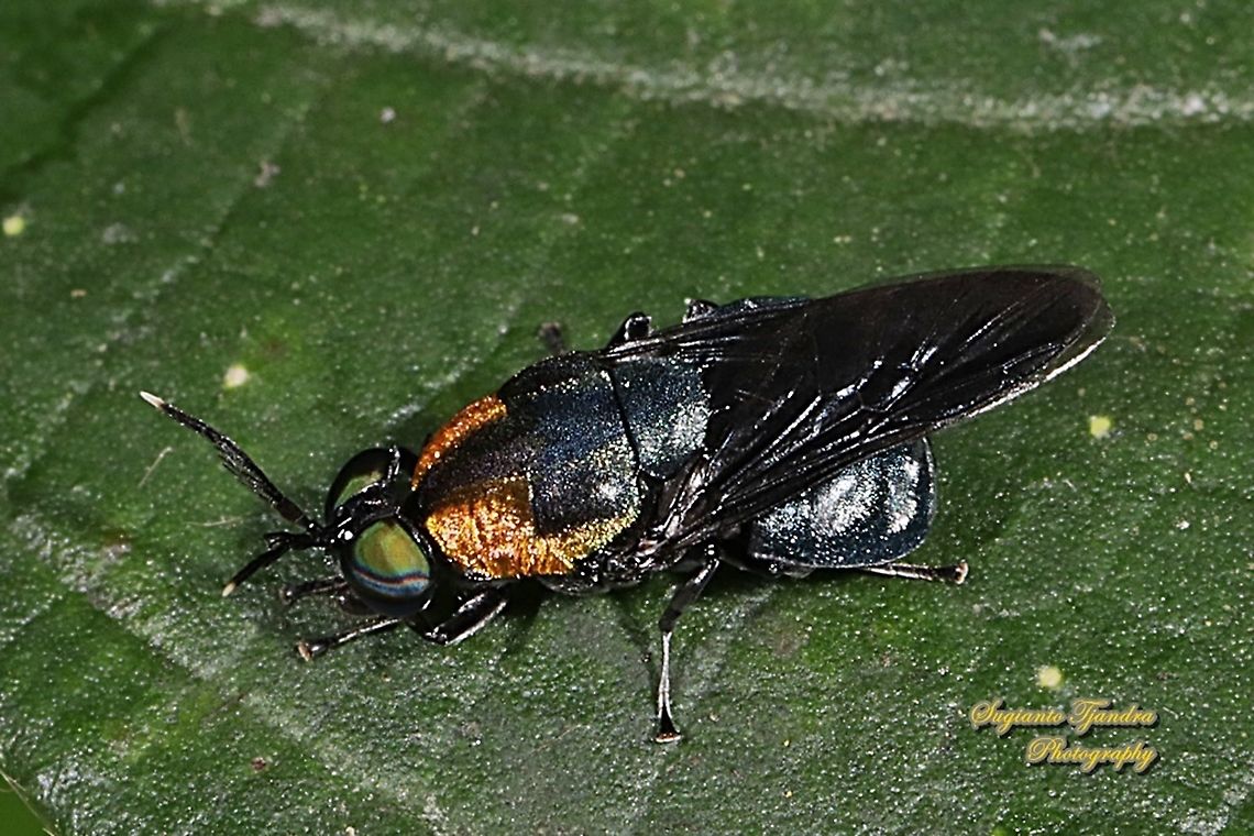 Soldier fly, Ptilocera quadridentata (Stratiomyidae)  Geotagged,Indonesia,Ptilocera quadridentata,Winter