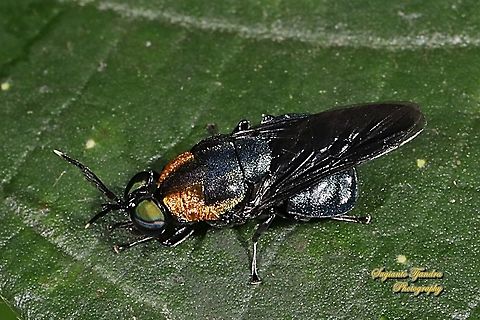 Soldier fly, Ptilocera quadridentata (Stratiomyidae)  Geotagged,Indonesia,Ptilocera quadridentata,Winter