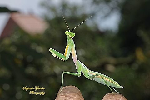 Golden-armed Mantis nymph, Hierodula venosa  Geotagged,Hierodula venosa,Indonesia,Winter