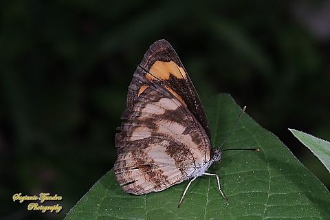 Common lascar, Pantoporia hordonia ssp hordonia - lowerside  Common lascar,Geotagged,Indonesia,Pantoporia hordonia,Winter