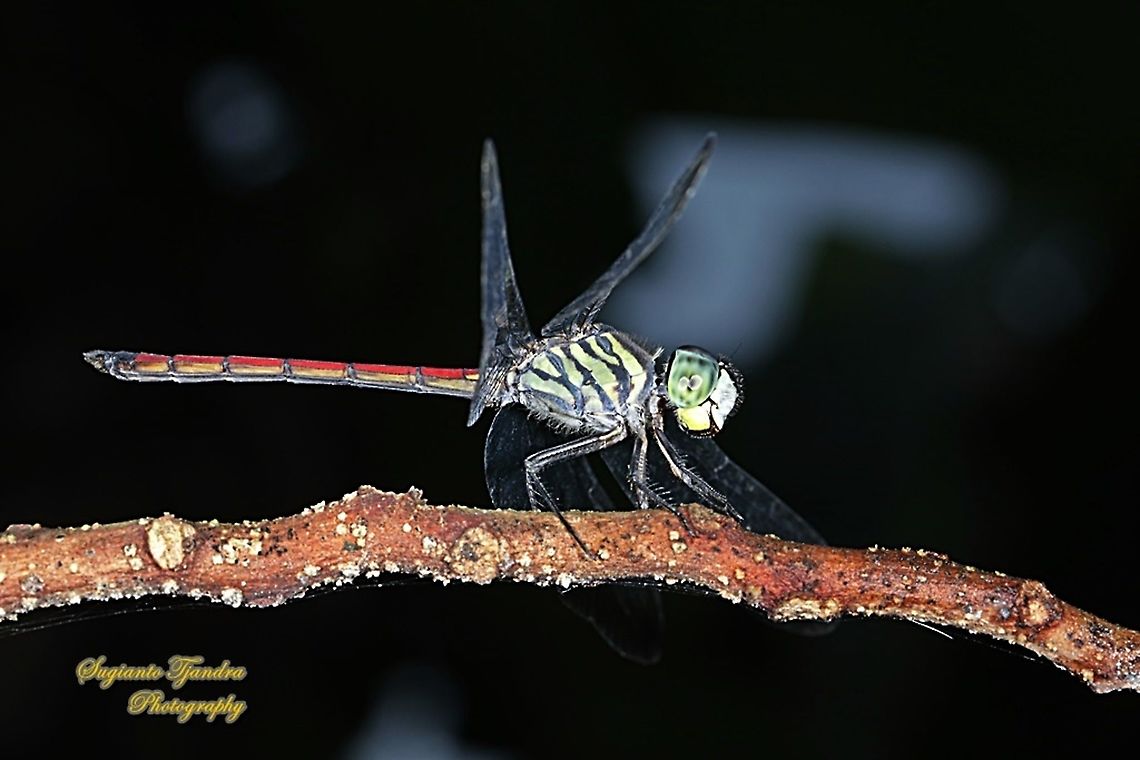 The Asiatic Blood Tail, Lathrecista asiatica,  family Libellulidae - Male  Geotagged,Indonesia,Lathrecista asiatica,Winter