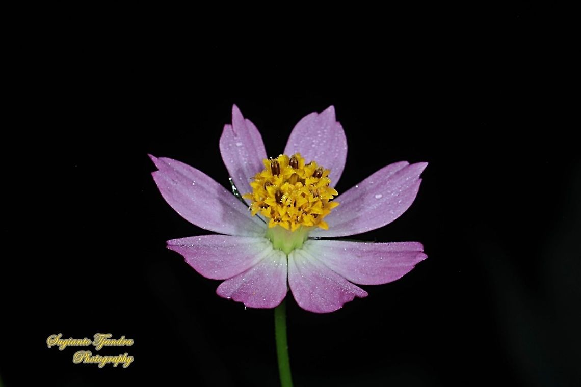 Bunga Kenikir Ungu (Cosmos caudatus)  Cosmos caudatus,Geotagged,Indonesia,Kenikir,Winter