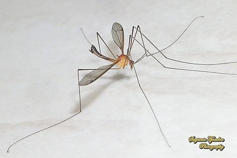 Crane fly, Tipulidae  Geotagged,Indonesia,Winter