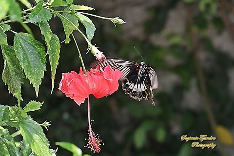 Great Mormon Butterfly, Papilio memnon memnon f. hiera -  (Papilionidae) looking for nectar on to the Hibiscus flower  Geotagged,Great Mormon,Indonesia,Papilio memnon,Winter
