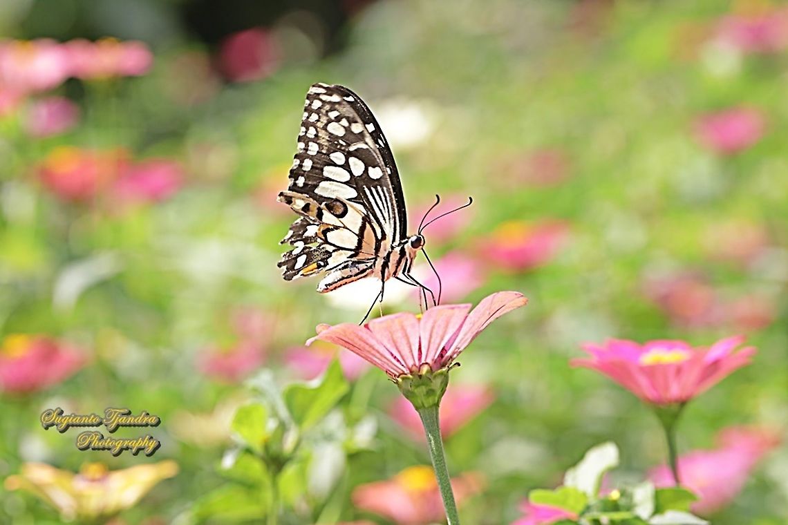 Common Lime butterfly (Papilio demoleus) "sucking nectar on the Zinnia flower"  Geotagged,Indonesia,Lime Swallowtail,Papilio demoleus,Winter