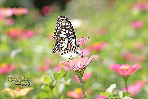 Common Lime butterfly (Papilio demoleus) "sucking nectar on the Zinnia flower"  Geotagged,Indonesia,Lime Swallowtail,Papilio demoleus,Winter