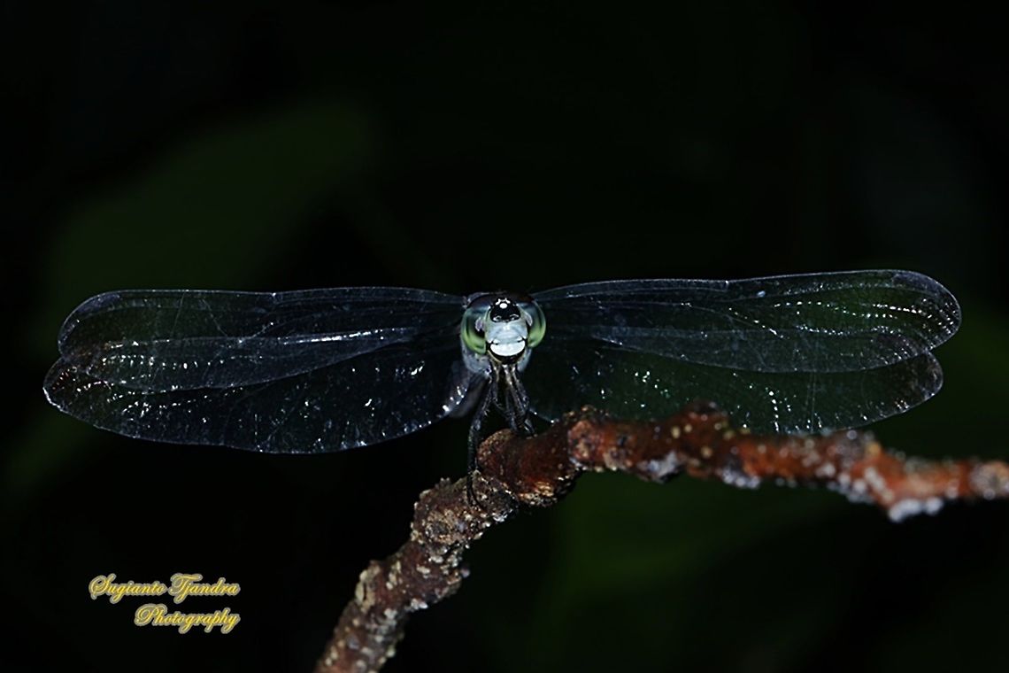 The Asiatic Blood Tail, Lathrecista asiatica,  family Libellulidae  Geotagged,Indonesia,Lathrecista asiatica,Winter
