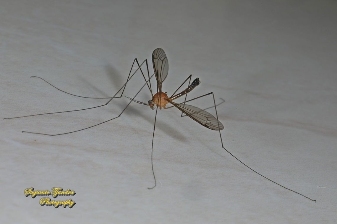 Crane fly - family Tipulidae  Geotagged,Indonesia,Winter