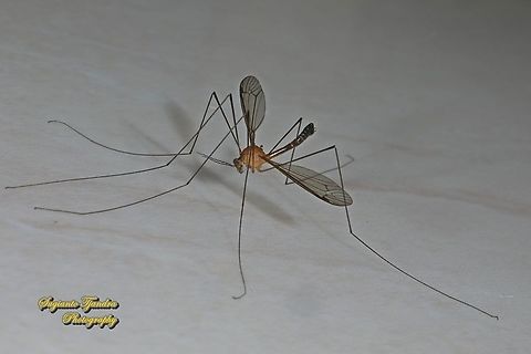 Crane fly - family Tipulidae  Geotagged,Indonesia,Winter