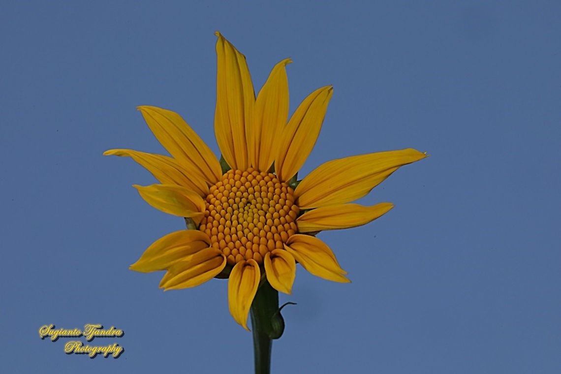 Bunga Kipahit, Mexican Sunflower/tree marigold flower, Tithonia diversifolia  Geotagged,Indonesia,Mexican Sunflower,Tithonia diversifolia,Winter