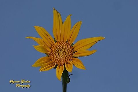 Bunga Kipahit, Mexican Sunflower/tree marigold flower, Tithonia diversifolia  Geotagged,Indonesia,Mexican Sunflower,Tithonia diversifolia,Winter