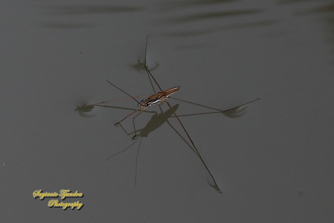 Water Striders, family Gerridae  Geotagged,Indonesia,Winter