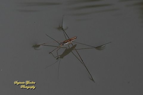 Water Striders, family Gerridae  Geotagged,Indonesia,Winter