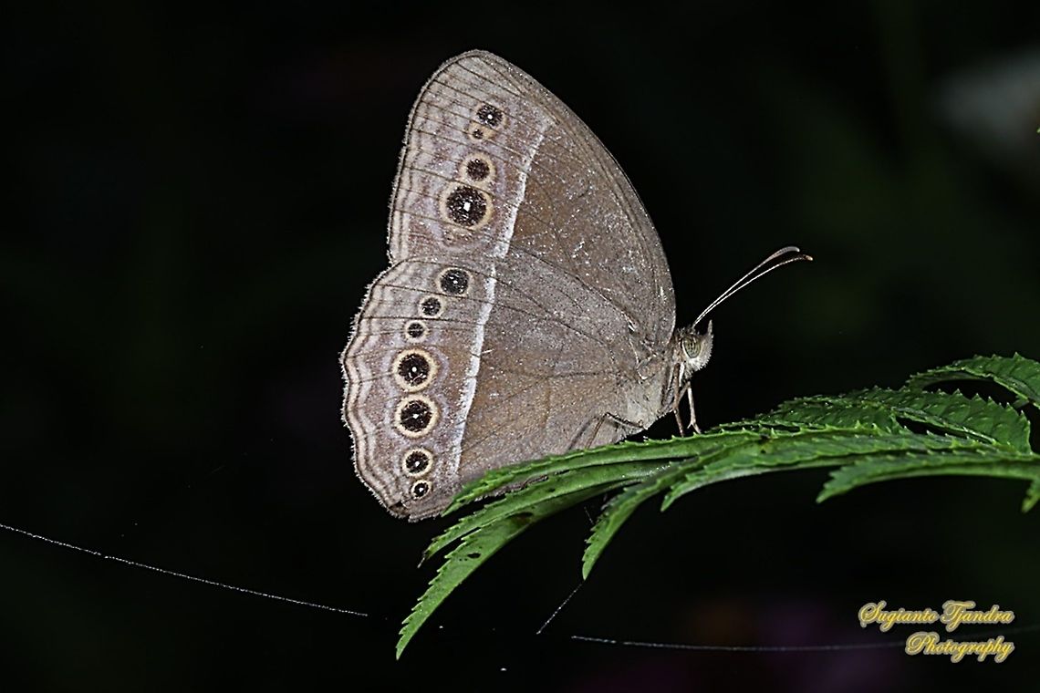 Horsfield's bush brown butterfly, Mycalesis horsfieldii, family Nymphalidae  Geotagged,Horsfield's Bushbrown,Indonesia,Mycalesis horsfieldii,Winter
