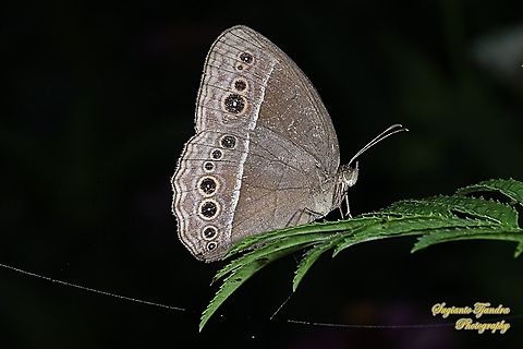 Horsfield's bush brown butterfly, Mycalesis horsfieldii, family Nymphalidae  Geotagged,Horsfield's Bushbrown,Indonesia,Mycalesis horsfieldii,Winter