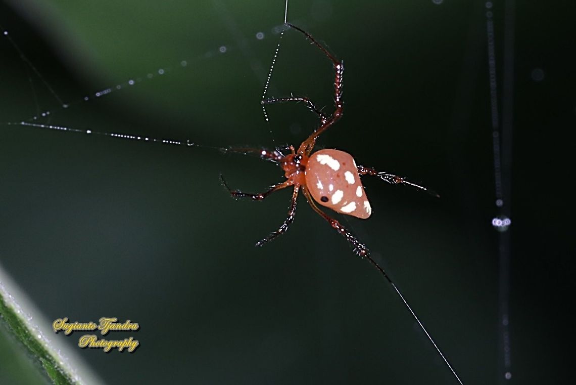 The red and silver dewdrop spider, Argyrodes flavescens  Argyrodes flavescens,Geotagged,Indonesia,Red and silver dewdrop spider,Winter