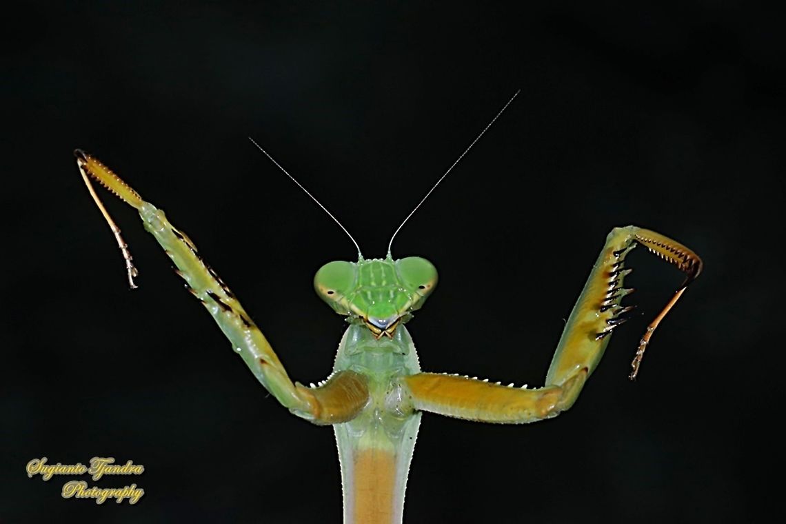 Golden-armed Mantis, Hierodula venosa  Geotagged,Golden-armed Mantis,Hierodula venosa,Indonesia,Winter