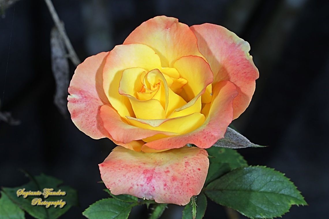 Rose flower, Rosaceae  Geotagged,Indonesia,Winter