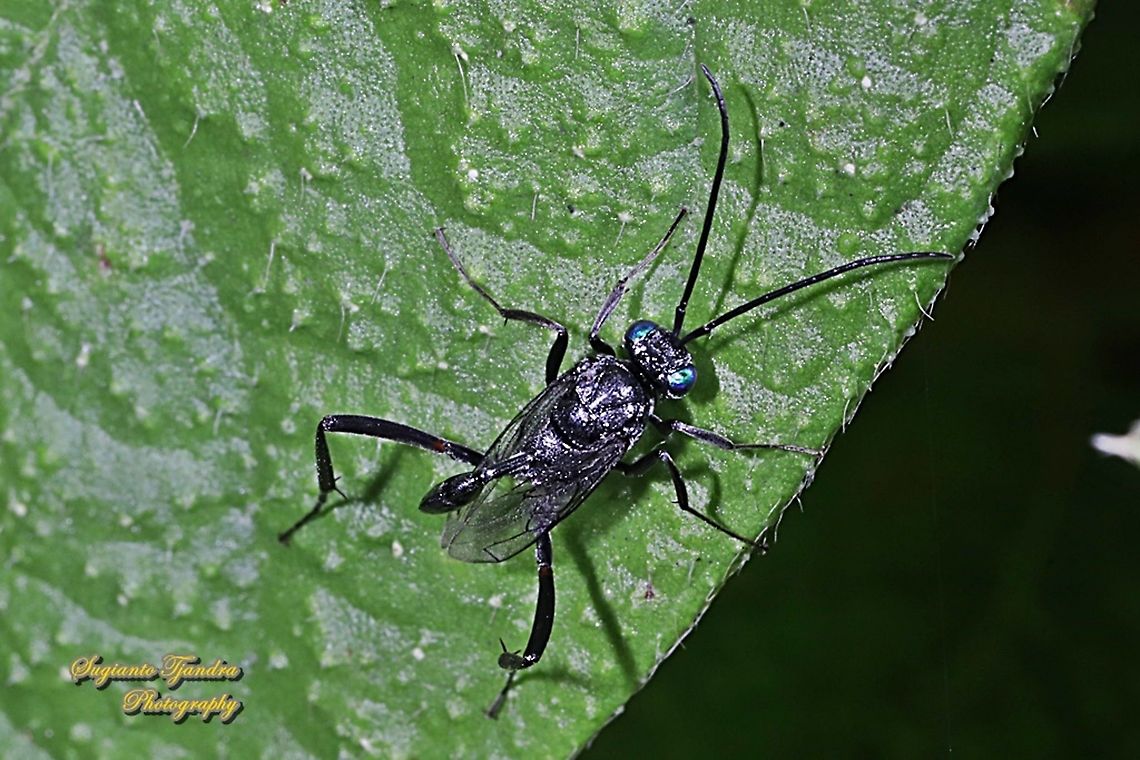 Blue-eyed Ensign Wasp, Evania appendigaster, Evaniidae  Cockroach Egg Parasitoid Wasp,Evania appendigaster,Geotagged,Indonesia,Winter