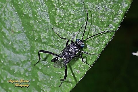 Blue-eyed Ensign Wasp, Evania appendigaster, Evaniidae  Cockroach Egg Parasitoid Wasp,Evania appendigaster,Geotagged,Indonesia,Winter
