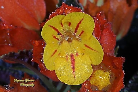 The sunset bells flowers, Chrysothemis pulchella  Chrysothemis pulchella,Geotagged,Indonesia,Winter
